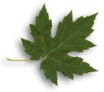 A Leaf