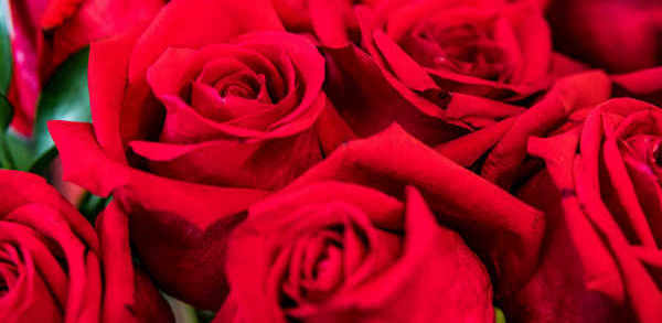 Red roses have been a symbol of love for St. valentines Day for centuries