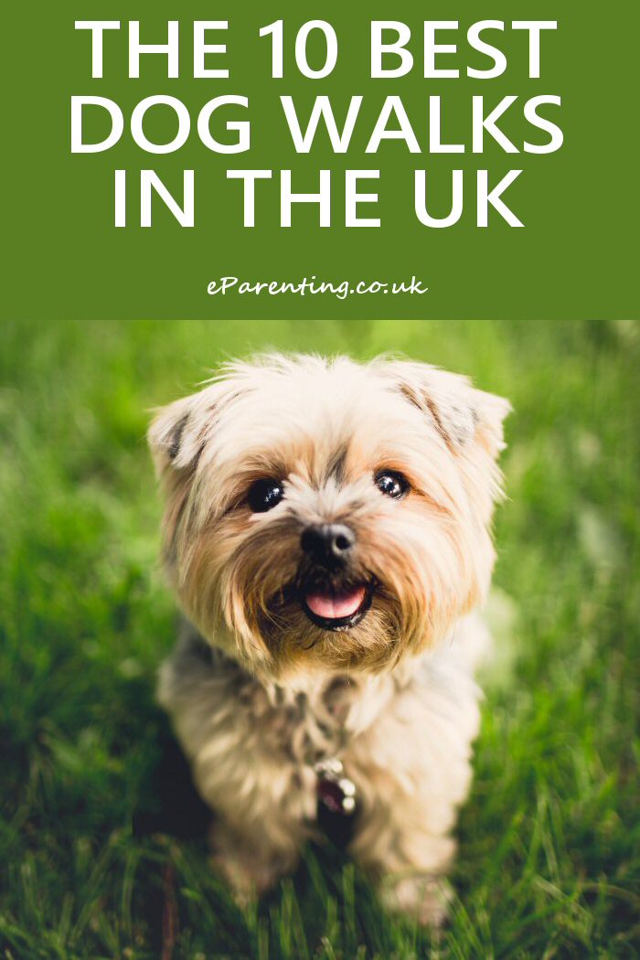 Top 10 Dog Walks In Britain