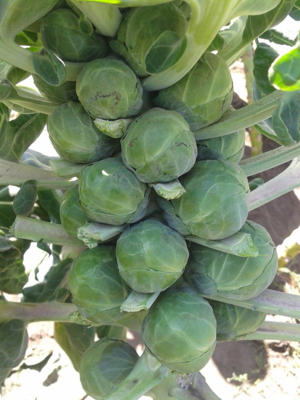 Brussels Sprouts Growing on a Stalk