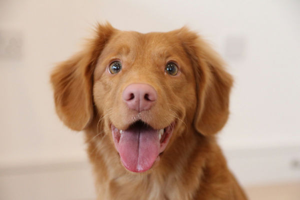A cute dog