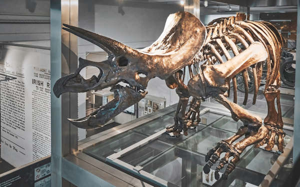 Skeleton in Ulster Museum